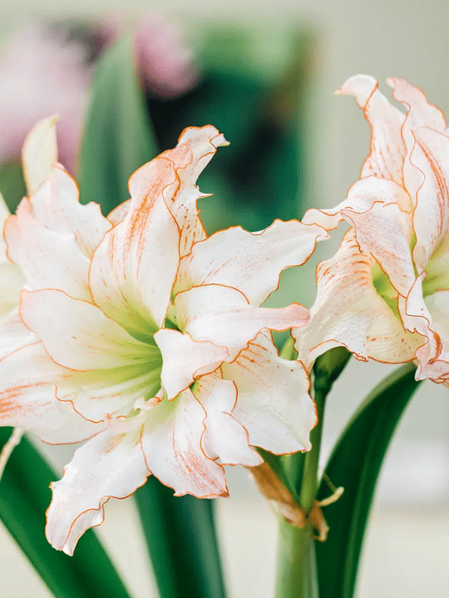 How to Grow Amaryllis (and Grow It Again)