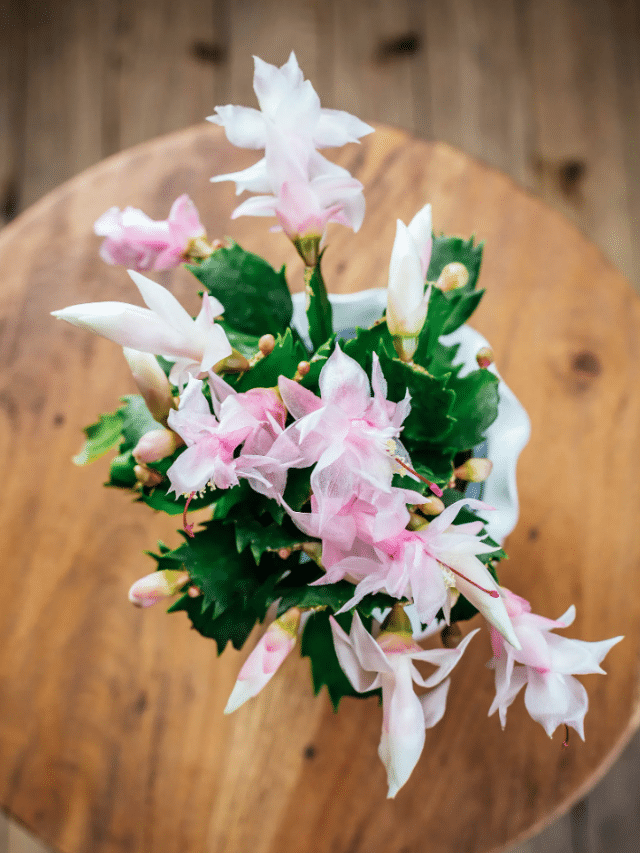 How to Get Your Christmas Cactus to Bloom Abundantly