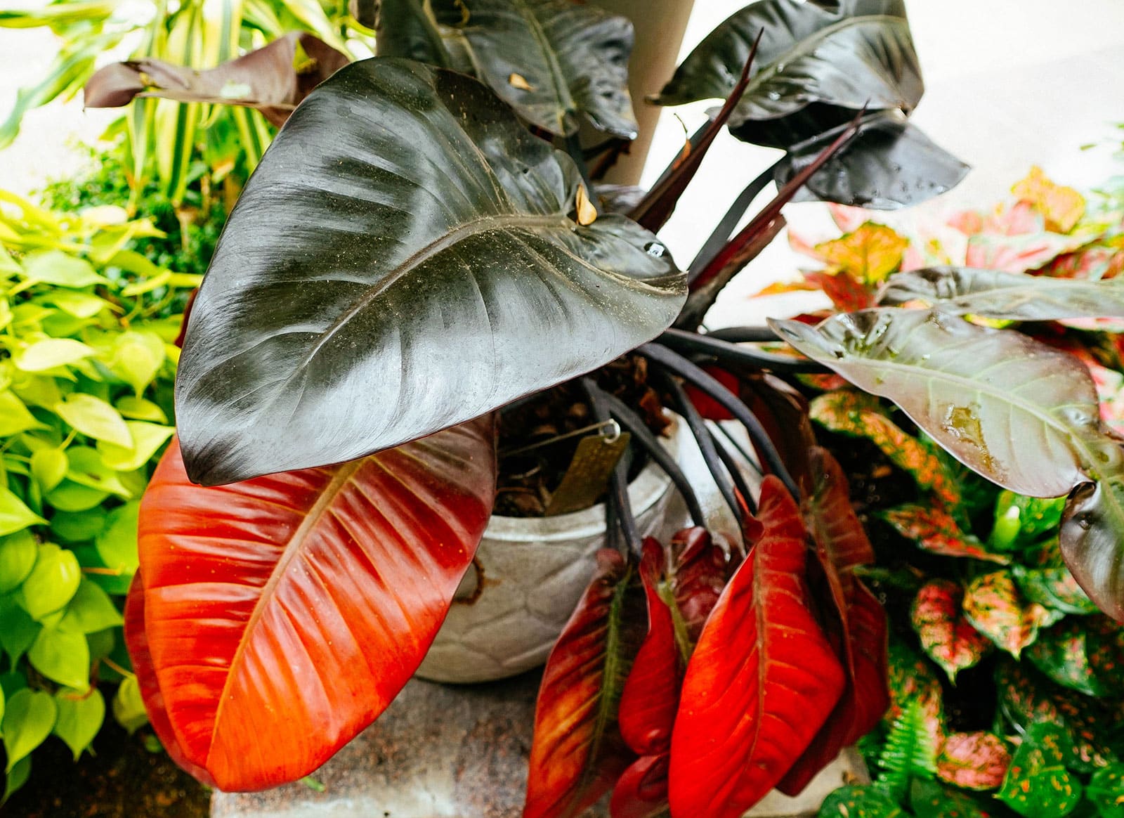 Philodendron 'Black Cardinal' houseplant in a ceramic pot, shot outside amongst other plants