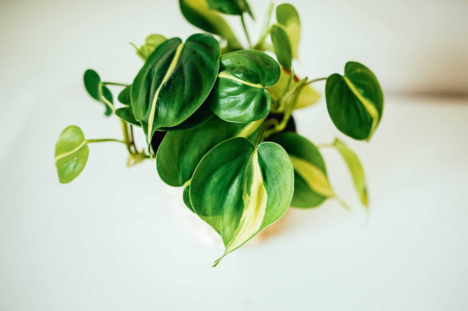 Philodendron brasil houseplant on a white table