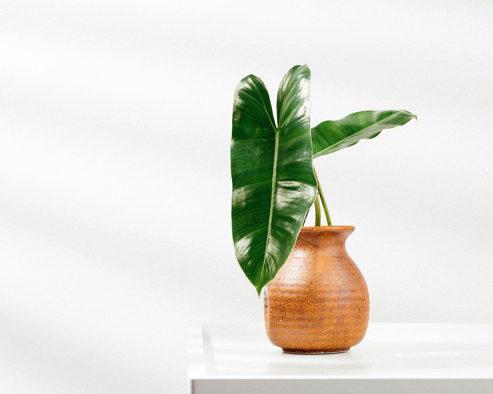 A young Philodendron burle marxii houseplant in a brown ceramic pot, shot against a white background on a white table