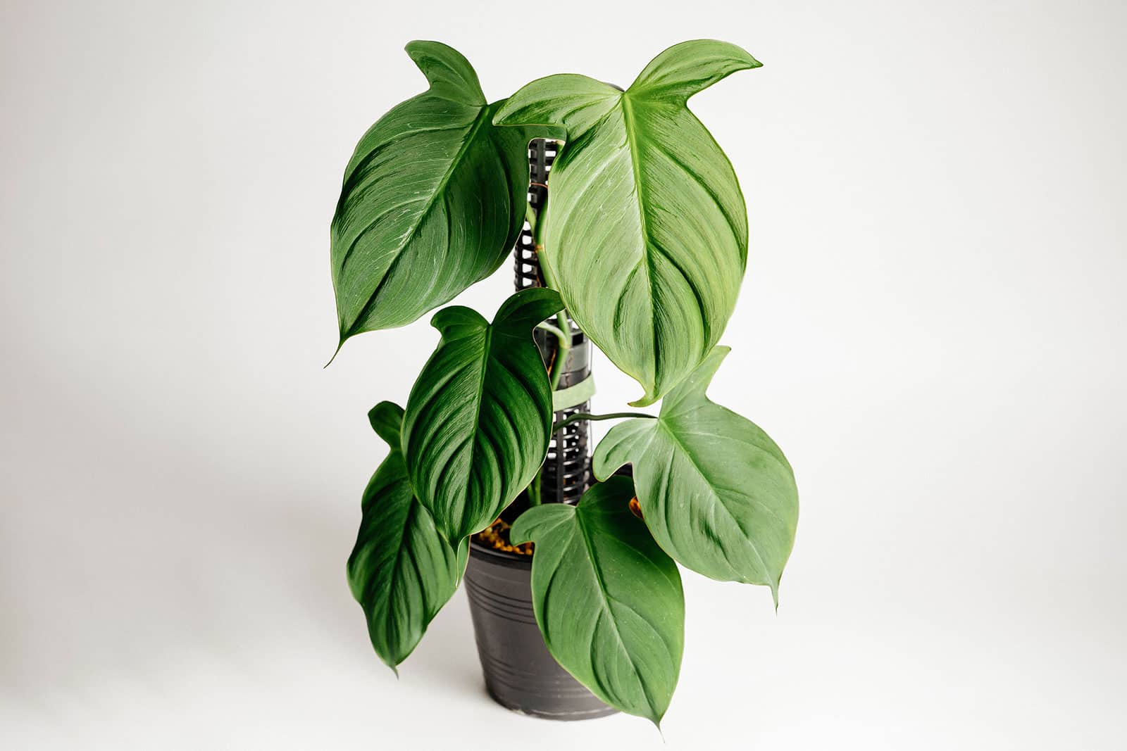 Philodendron camposportoanum houseplant in a black plastic pot, climbing up a black pole, shot against a white background