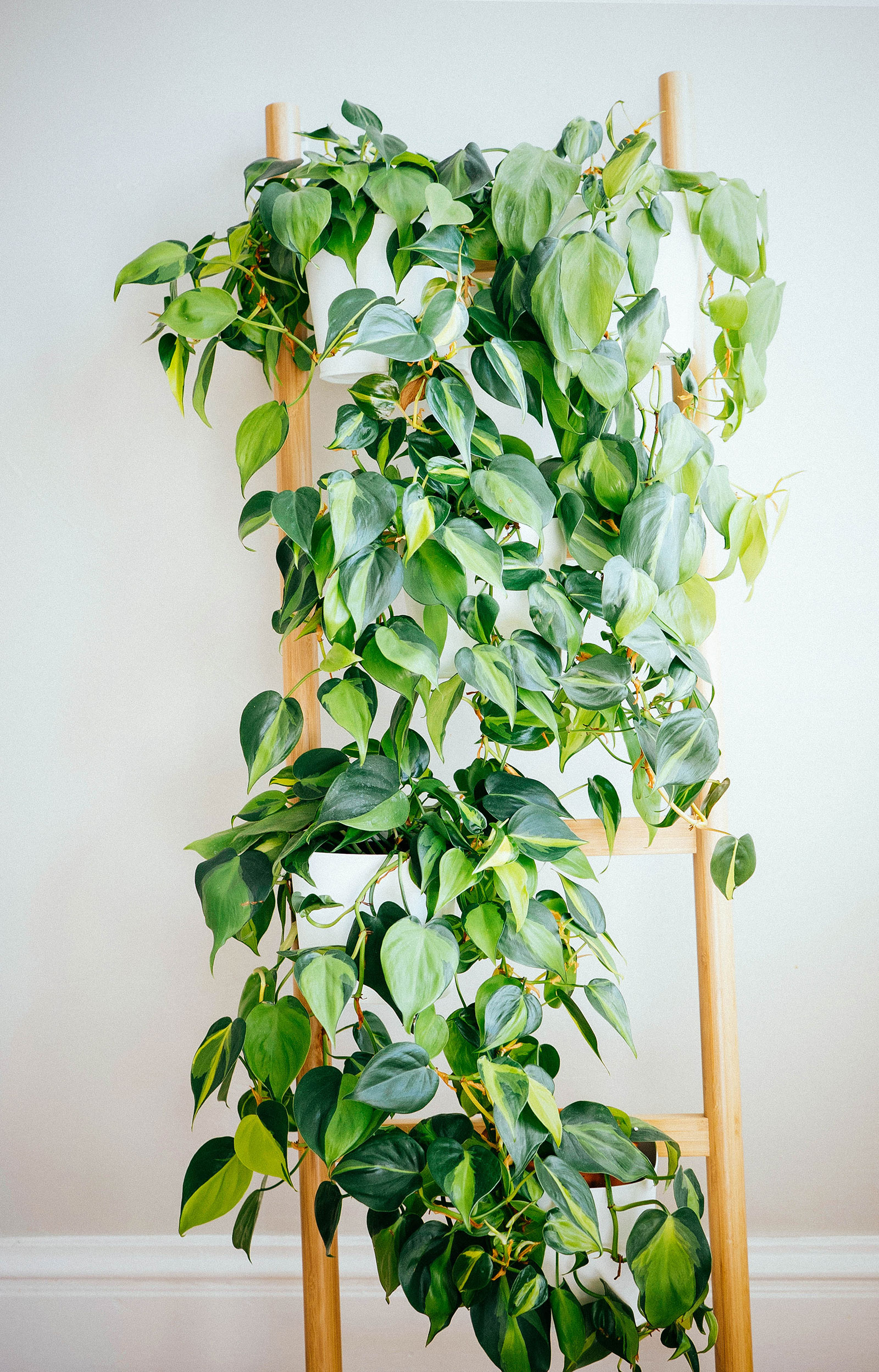 Incredible Philodendron varieties you can grow at home (shown here are Philodendron Micans houseplants displayed on a wooden ladder)