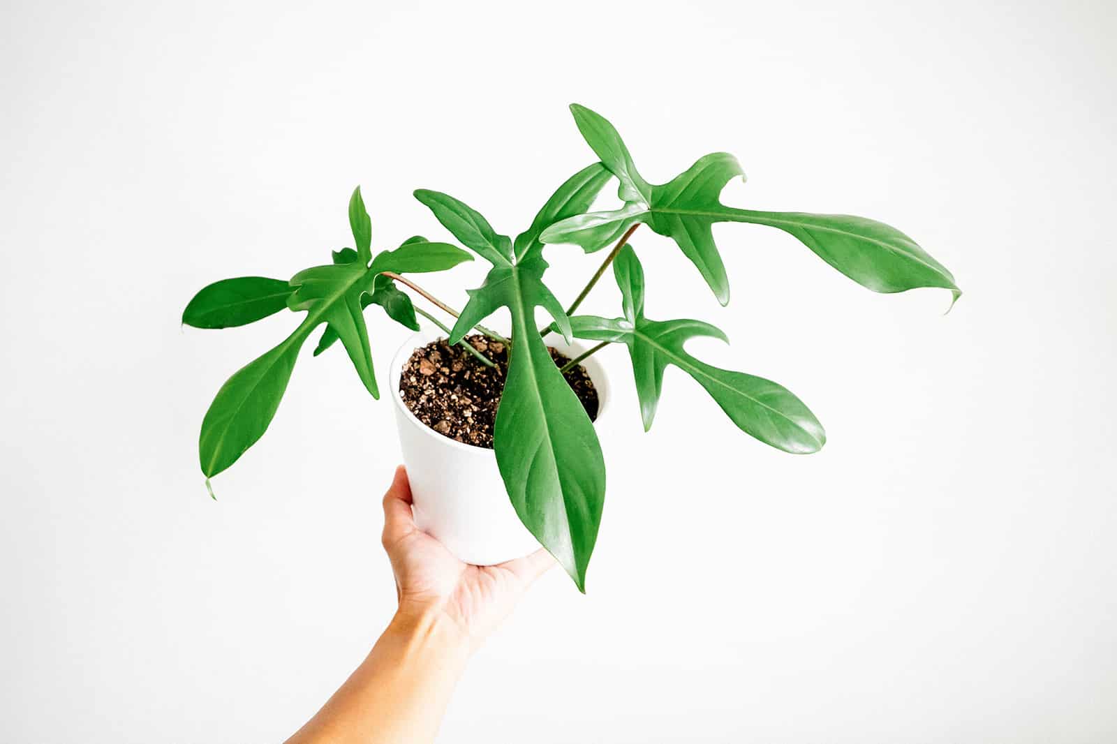 A hand holding a small Philodendron 'Florida' houseplant in a white pot, shot against a white background