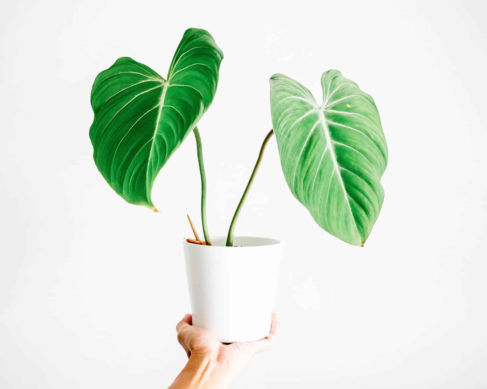 Minimalist shot of a hand holding a Philodendron gloriosum houseplant in a white pot