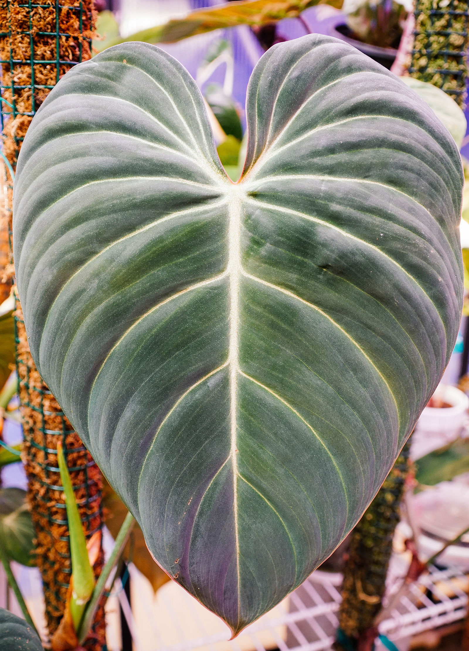 Closeup view of a large Philodendron 'Glorious' leaf with moss poles behind the plant