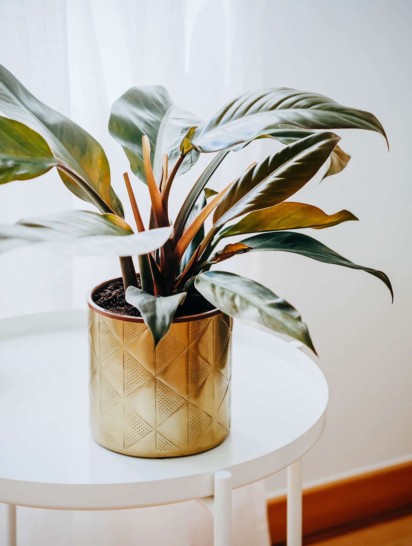 Philodendron 'Imperial Red' houseplant in a decorative gold pot, placed on a white side table against a white wall with white curtains behind it