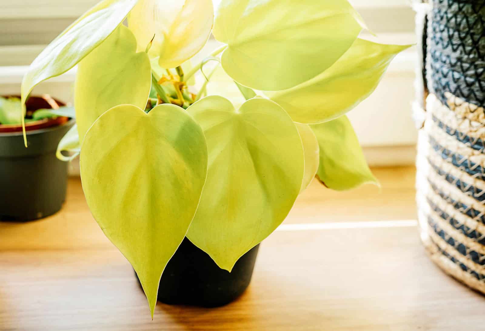 A small Philodendron 'Lemon Lime' houseplant in a black pot, shot on a wooden table with a woven basket next to it