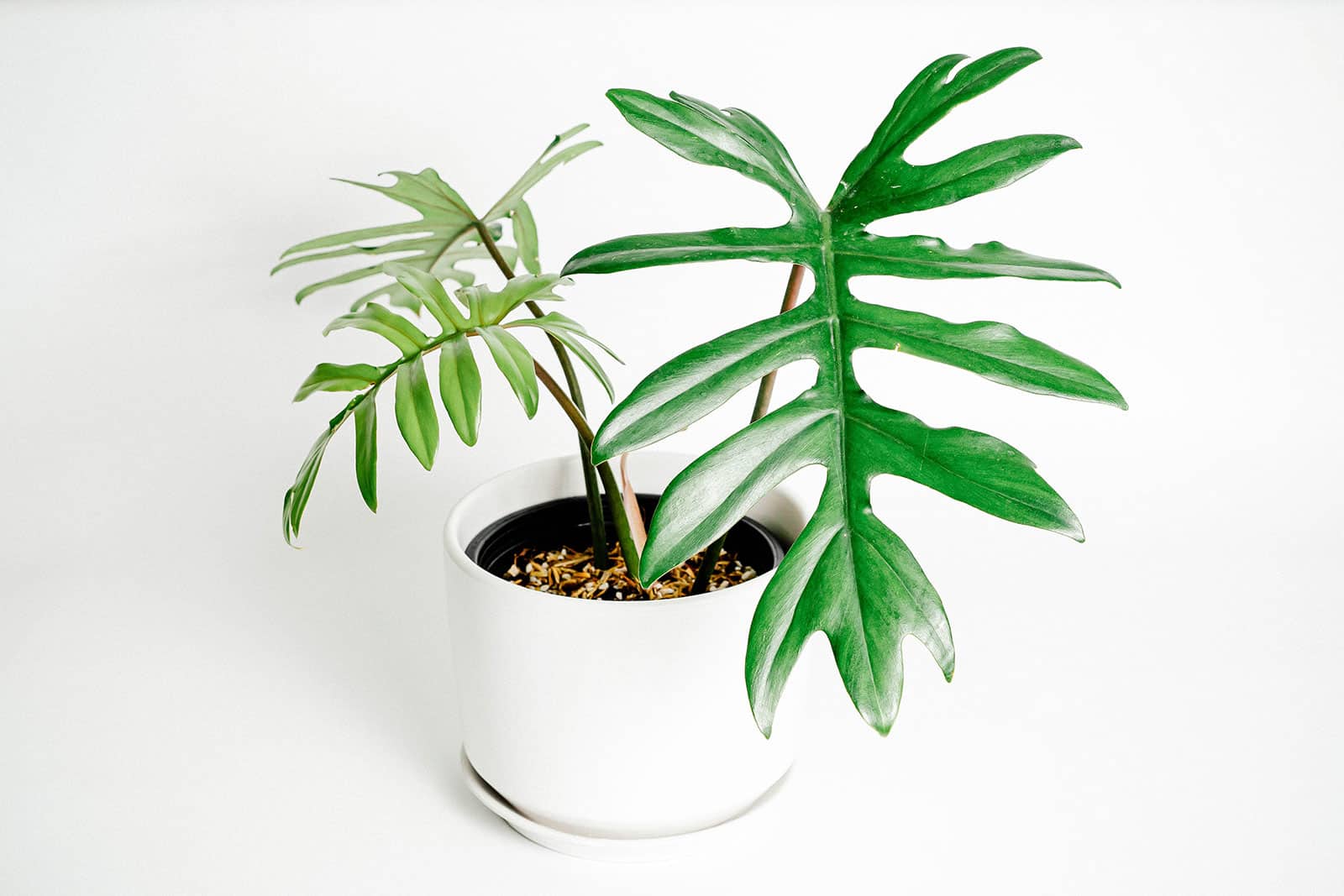 Minimalist shot of a small Philodendron mayoi houseplant in a white pot against a white background
