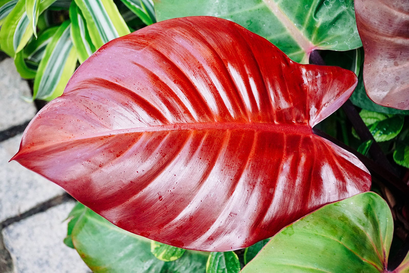 Closeup shot of a red Philodendron 'McColleys Finale' leaf
