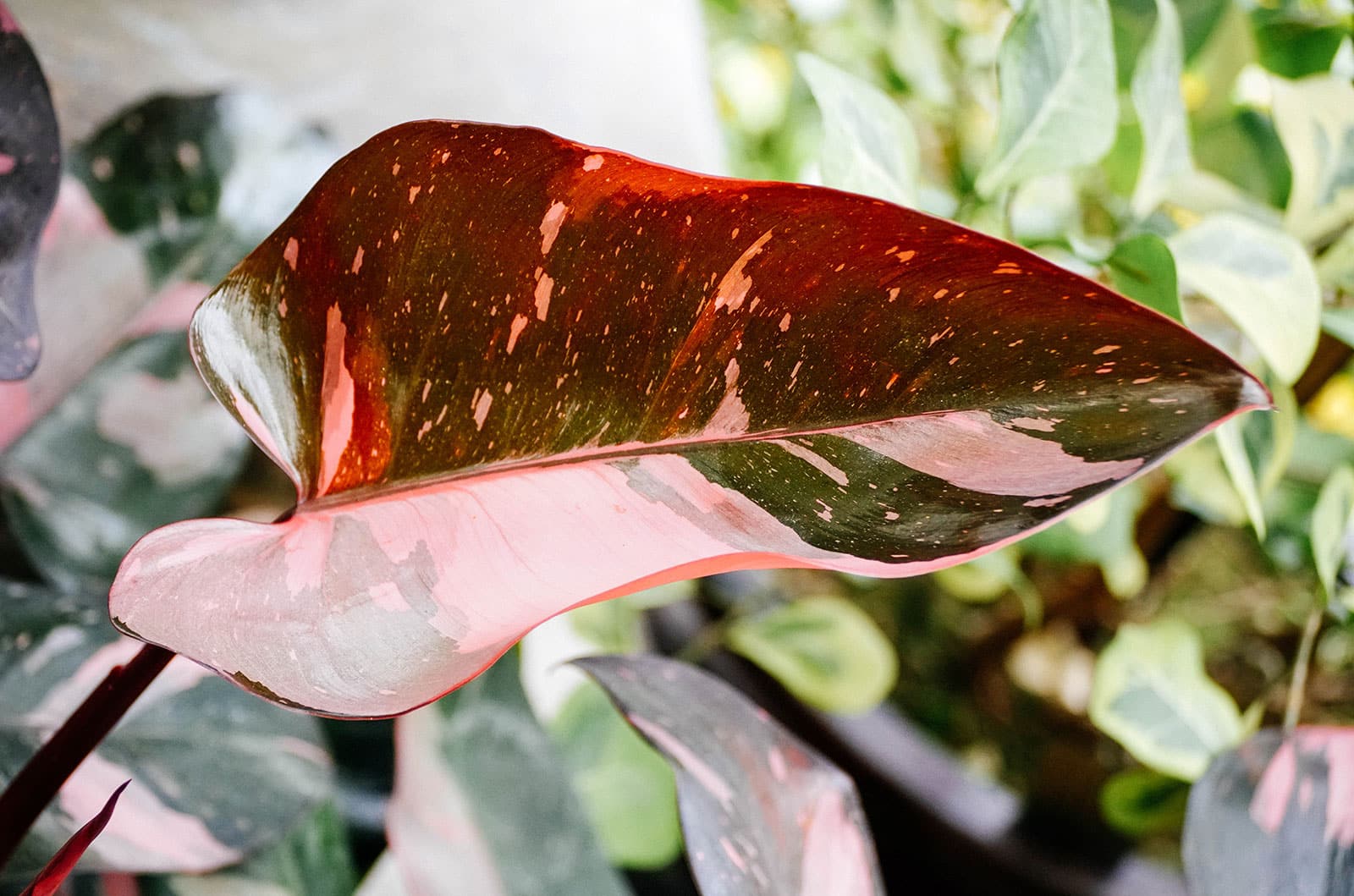 Closeup shot of a Philodendron 'Pink Princess' leaf with other plants blurred in the background