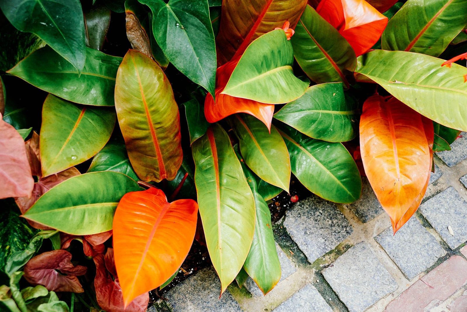 Philodendron 'Prince of Orange' plants shot outside on a paver patio