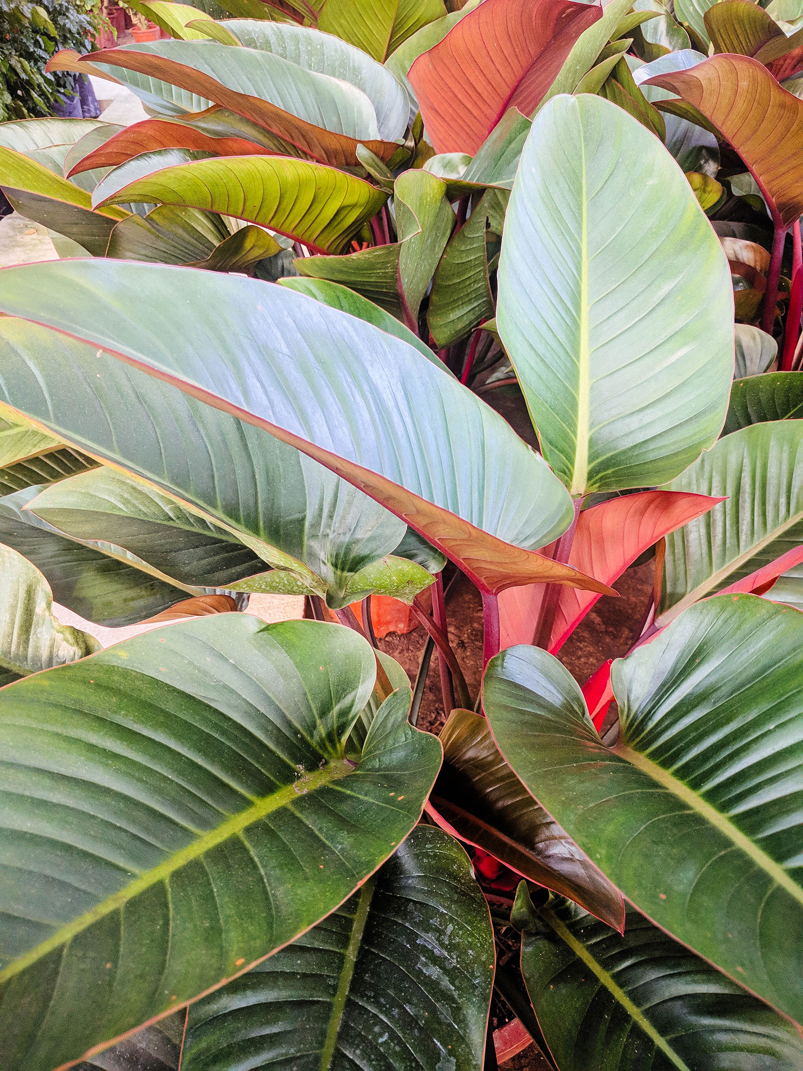 Philodendron 'Rojo Congo' plants clustered together