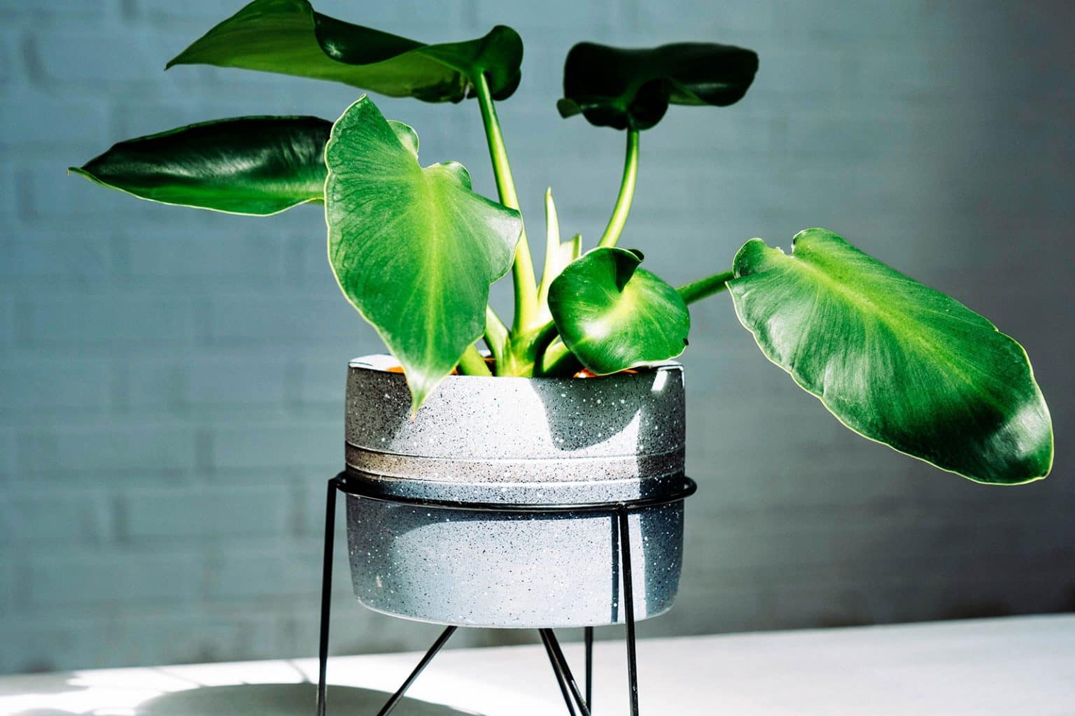 Philo Rugosum My Favorite Philodendron Varieties That You'll Love Too (33 of Them ...