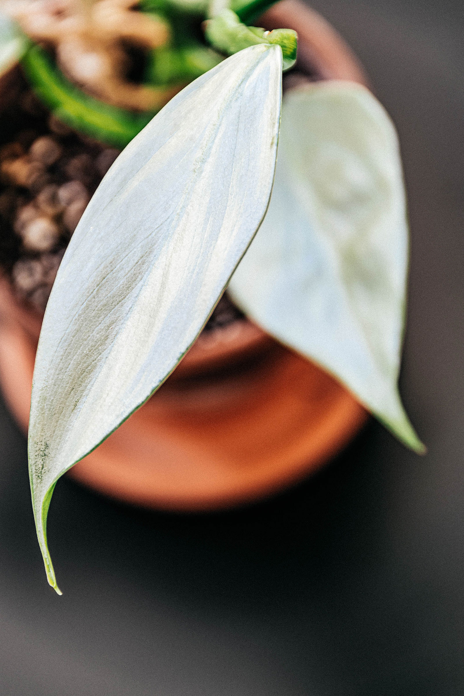 Closeup view of a Philodendron 'Silver Sword' leaf with the rest of the plant blurred in the background