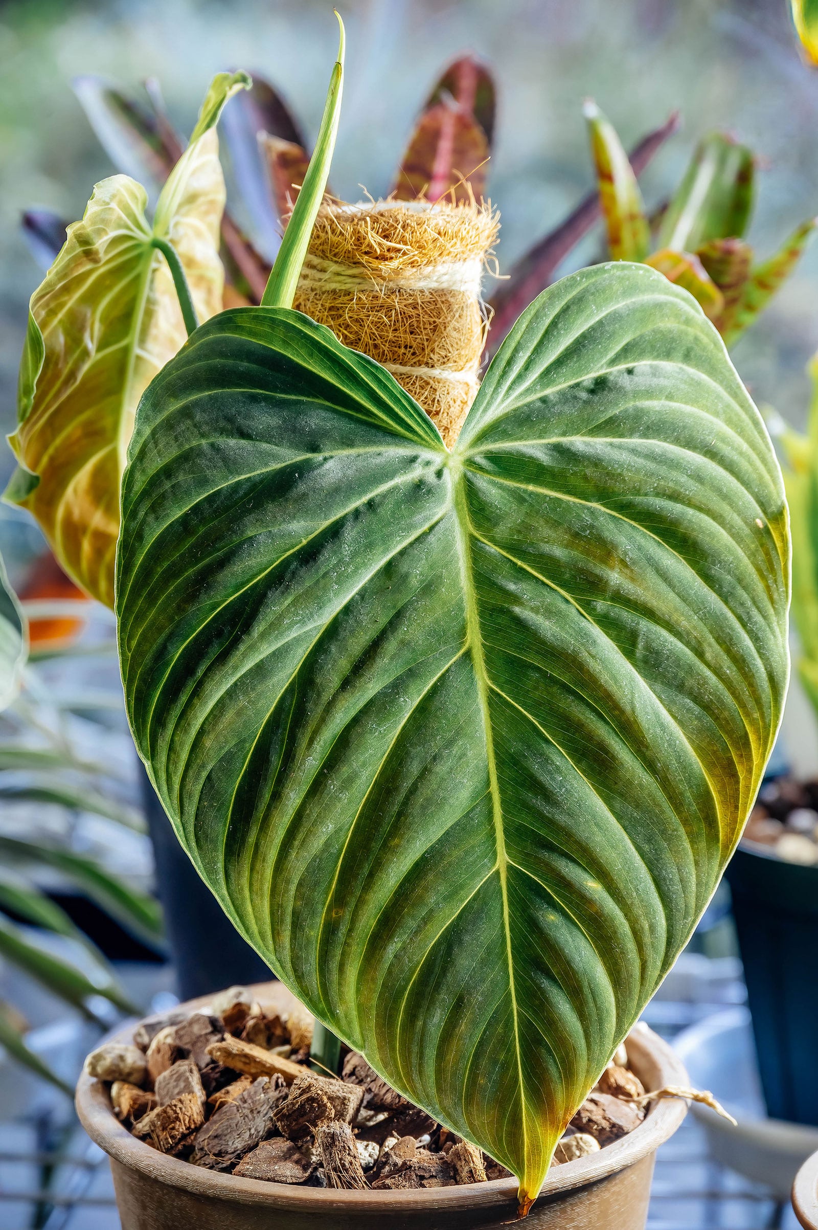 Closeup view of a large velvety Philodendron 'Splendid' leaf in a brown pot with a moss pole