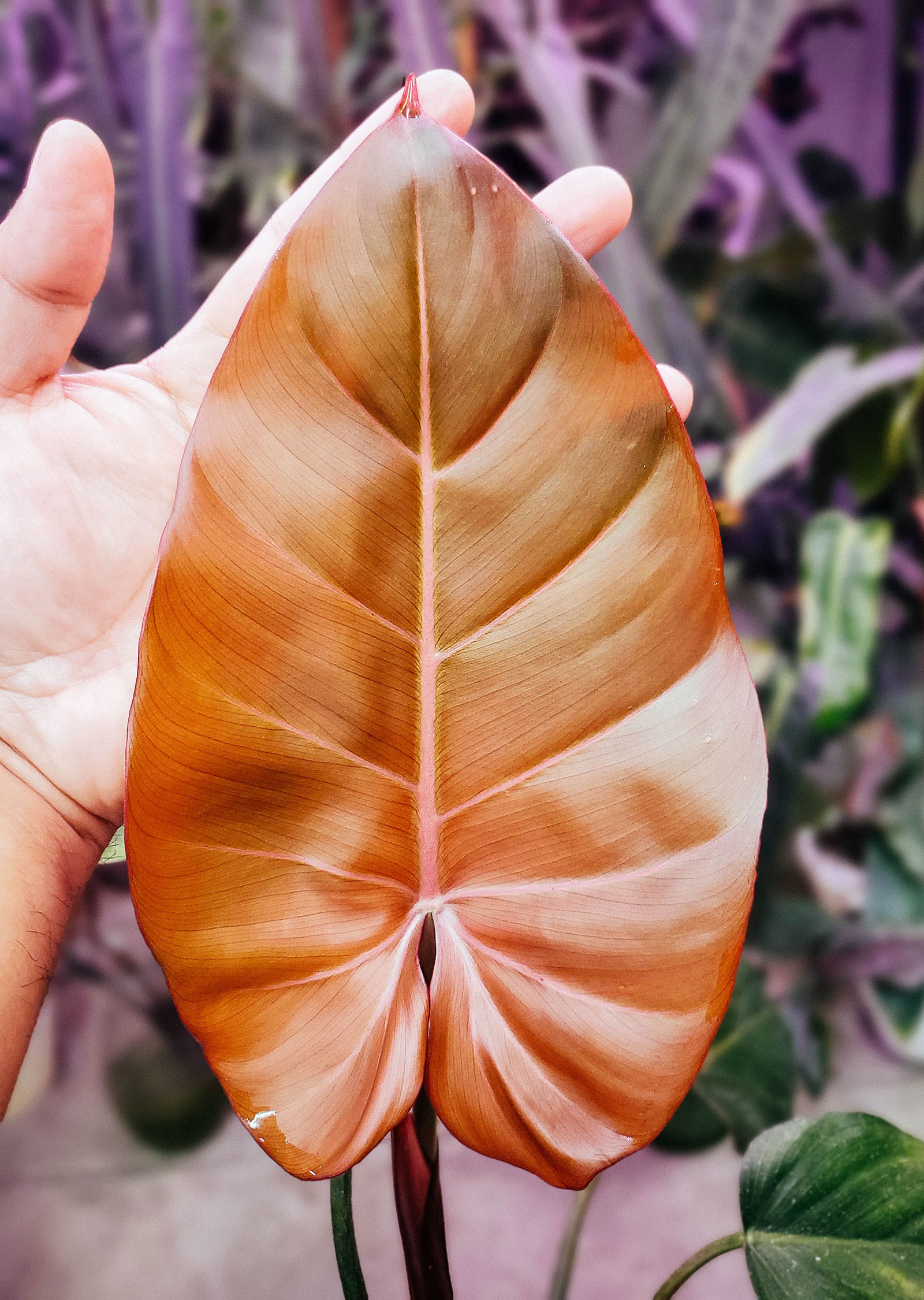 Closeup view of a single Philodendron 'Summer Glory' leaf with a hand behind it