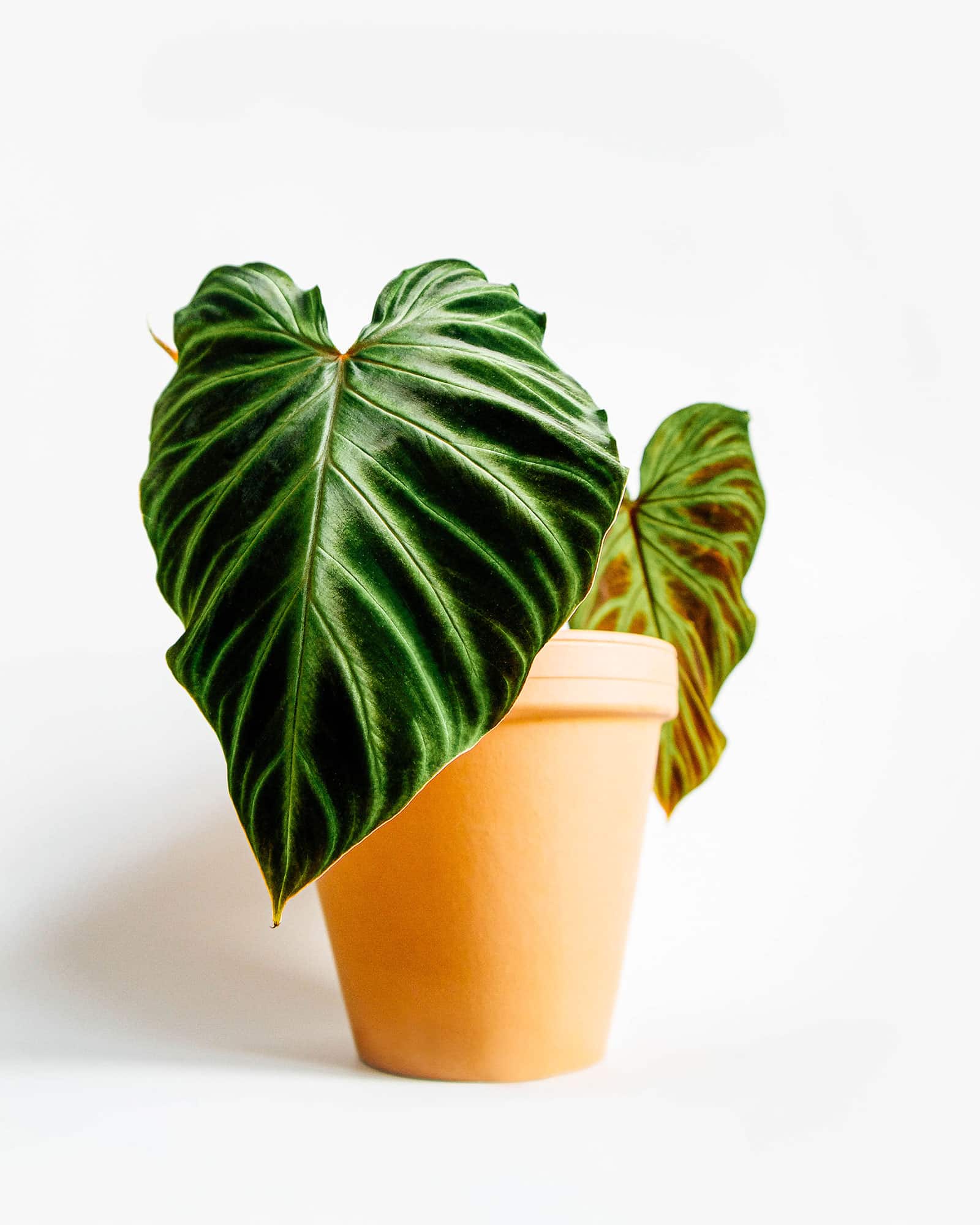 Philodendron verrucosum houseplant in a terracotta pot against a white background