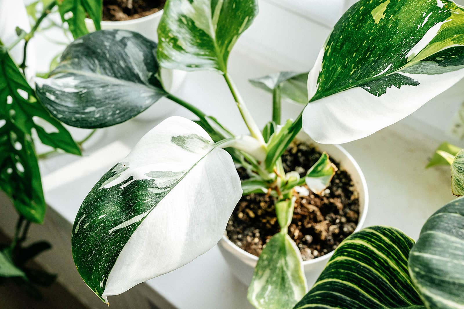 Philodendron 'White Princess' houseplant in a white pot