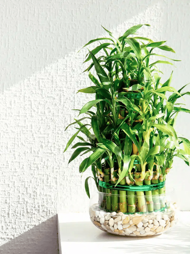 The Easiest Plants to Grow in Water—No Soil Needed!