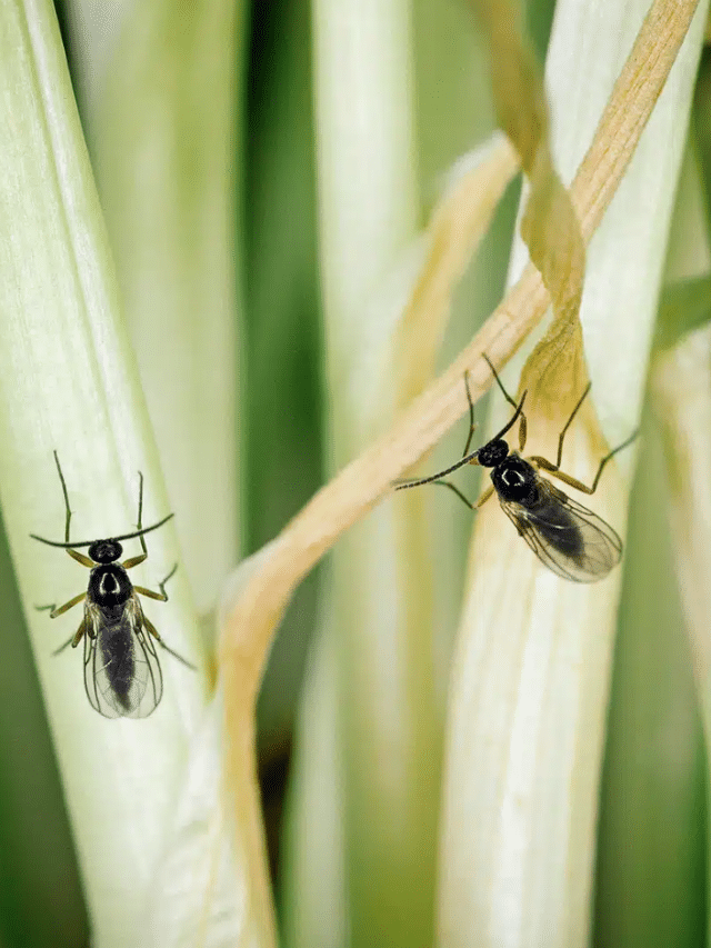 How I Got Rid of Fungus Gnats on My Plants (For Good)