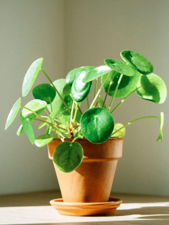 How to Grow a Chinese Money Plant for Abundance