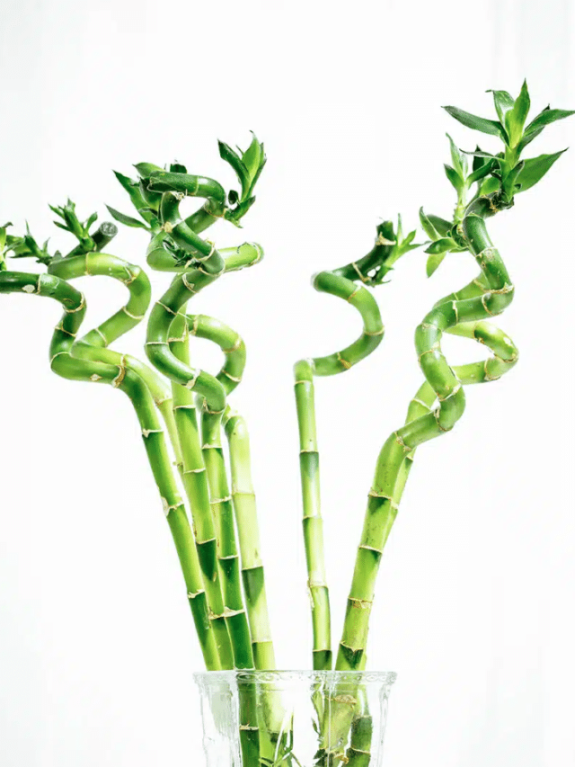 Easy Guide to Caring for Lucky Bamboo in Your Home