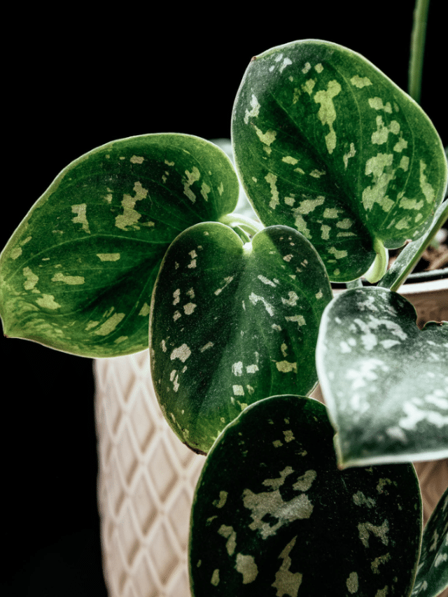 The Best ACTUAL Low-Light Plants for Dark Rooms