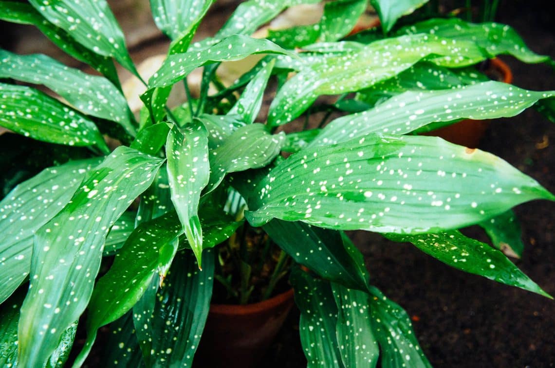 Easy Guide to Cast Iron Plant Care (Aspidistra)—The Indestructible