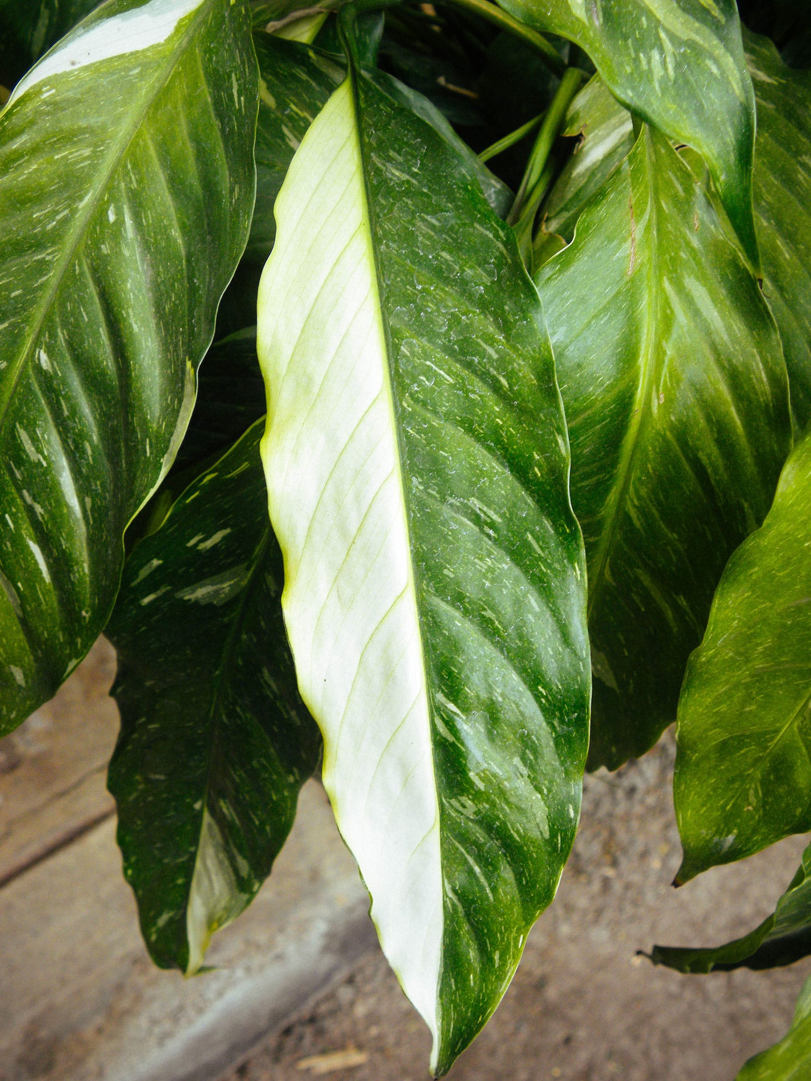 Close-up of variegated green and white Aspidistra leaves