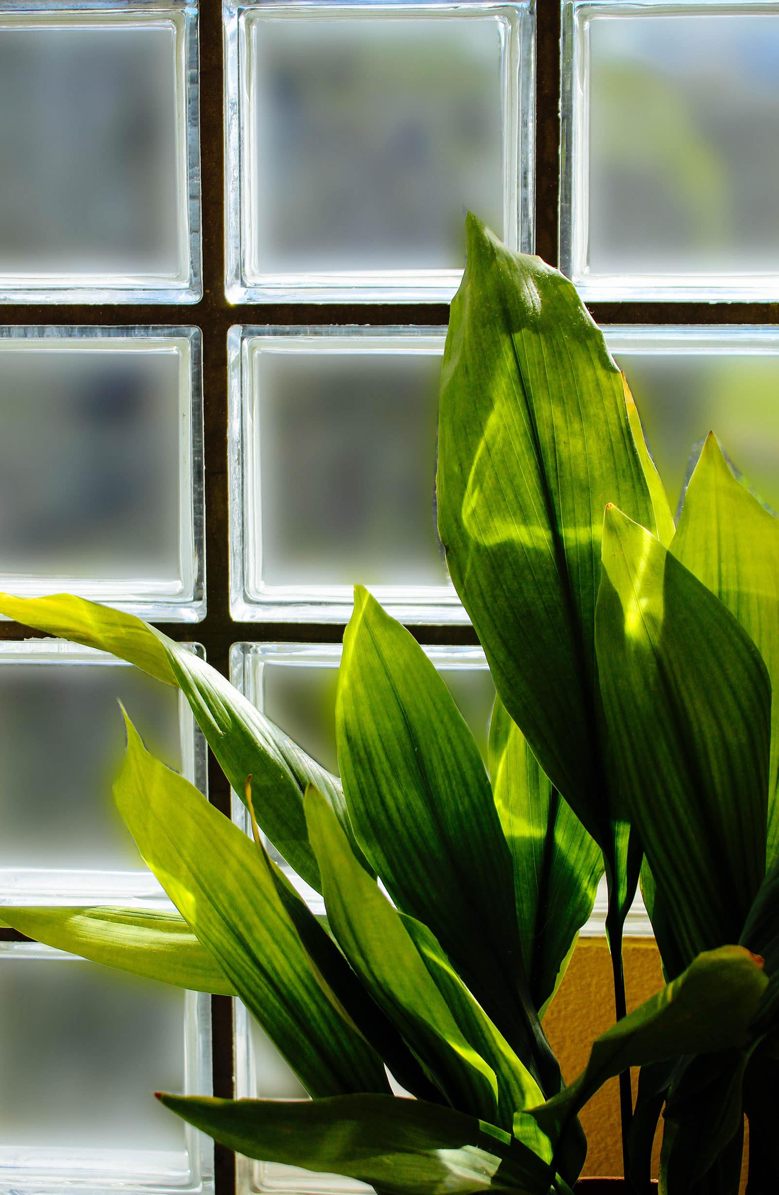 Cast iron plant (Aspidistra eliator) plant growing in a sunny glass-block window