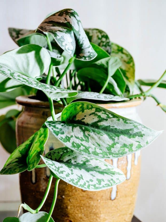 Satin Pothos plant in a brown glazed ceramic pot