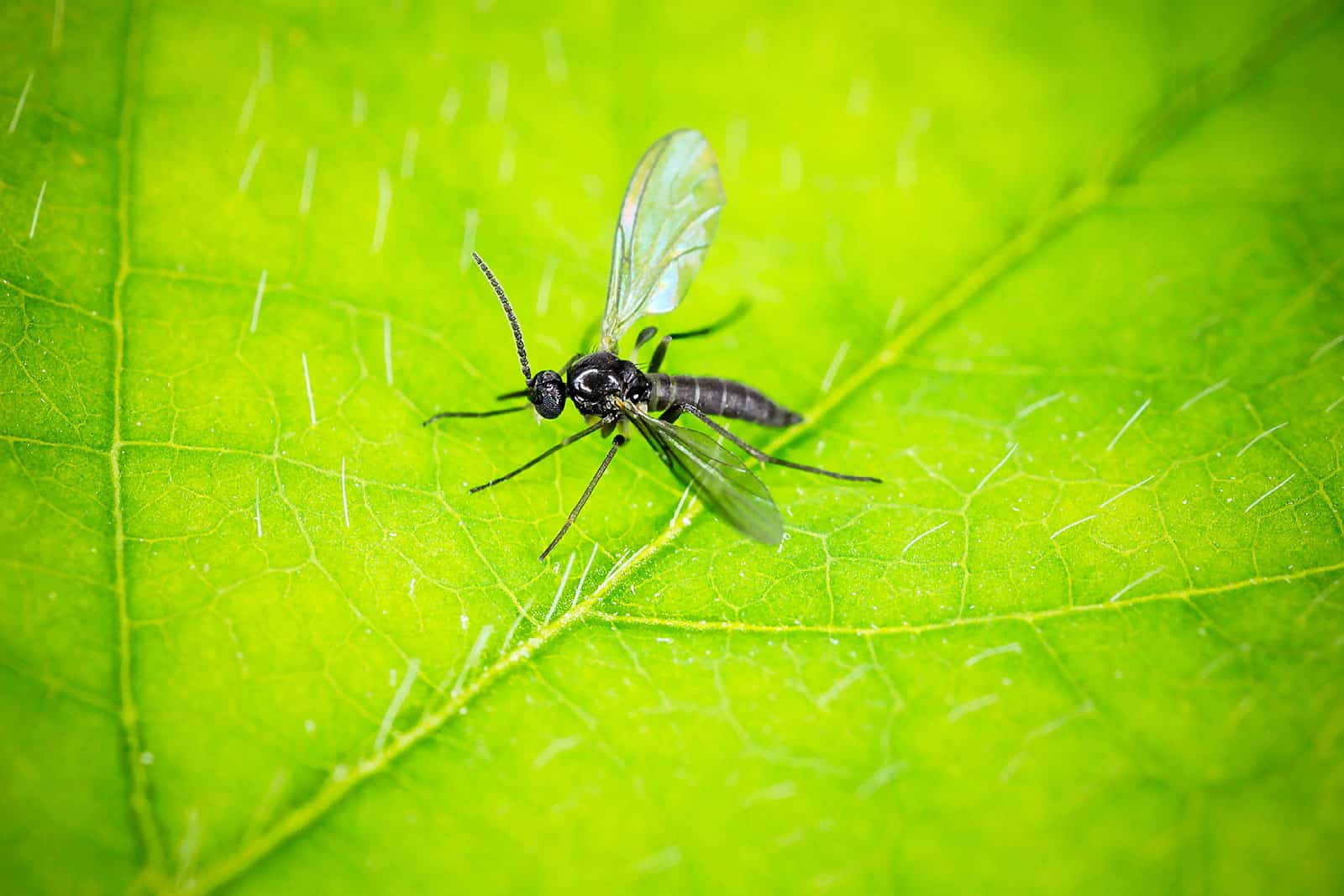 Close-up of a fungus gnat on a green leaf