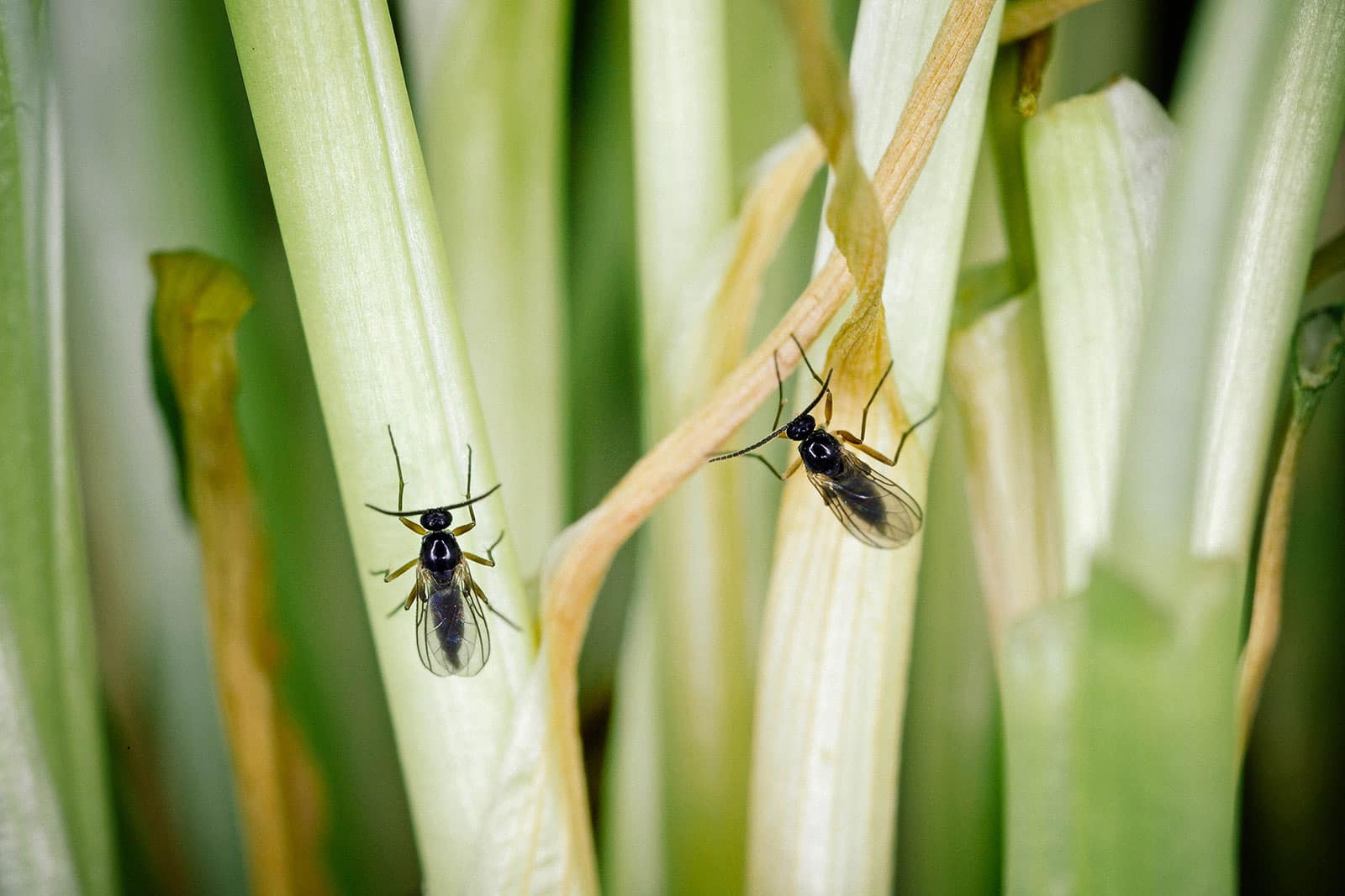 Close-up of two gnats on green plant stems
