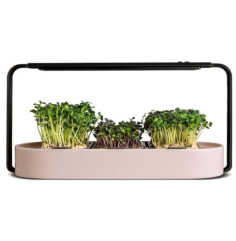 Ingarden hydroponic microgreens planter and light kit