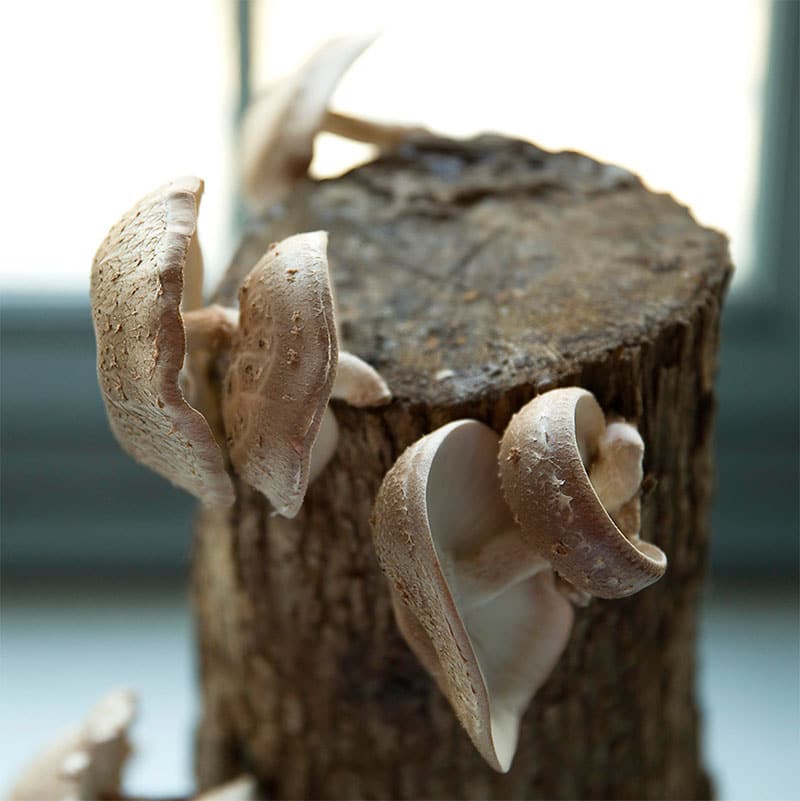 Shiitake mushroom log
