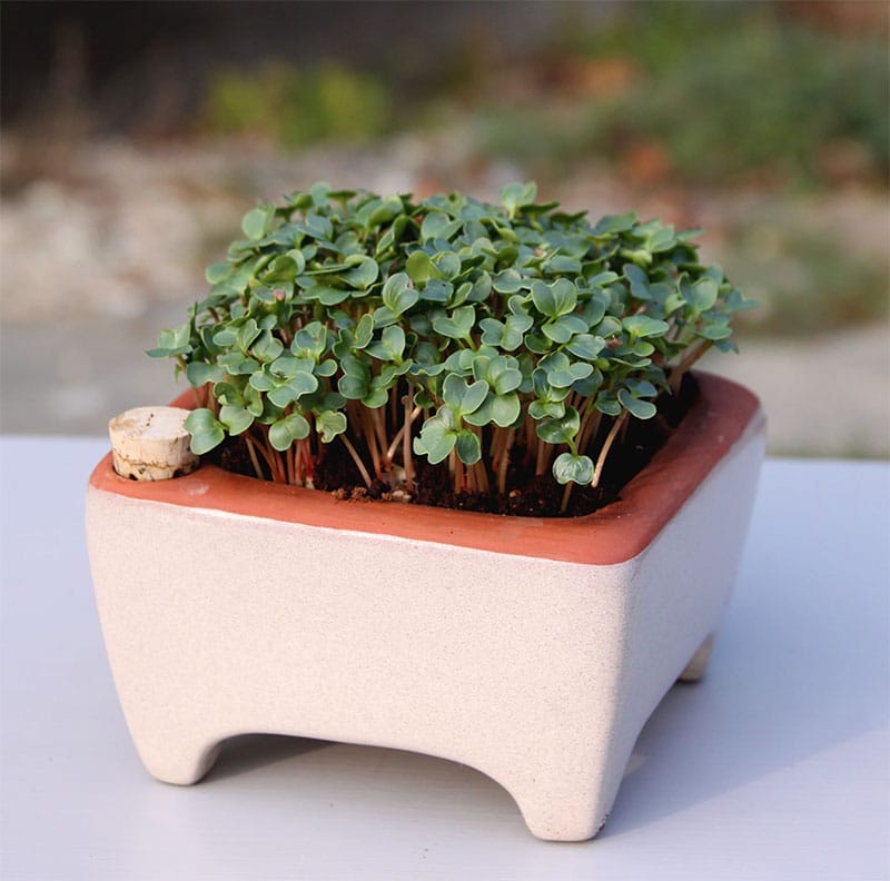 Self-watering microgreens planter