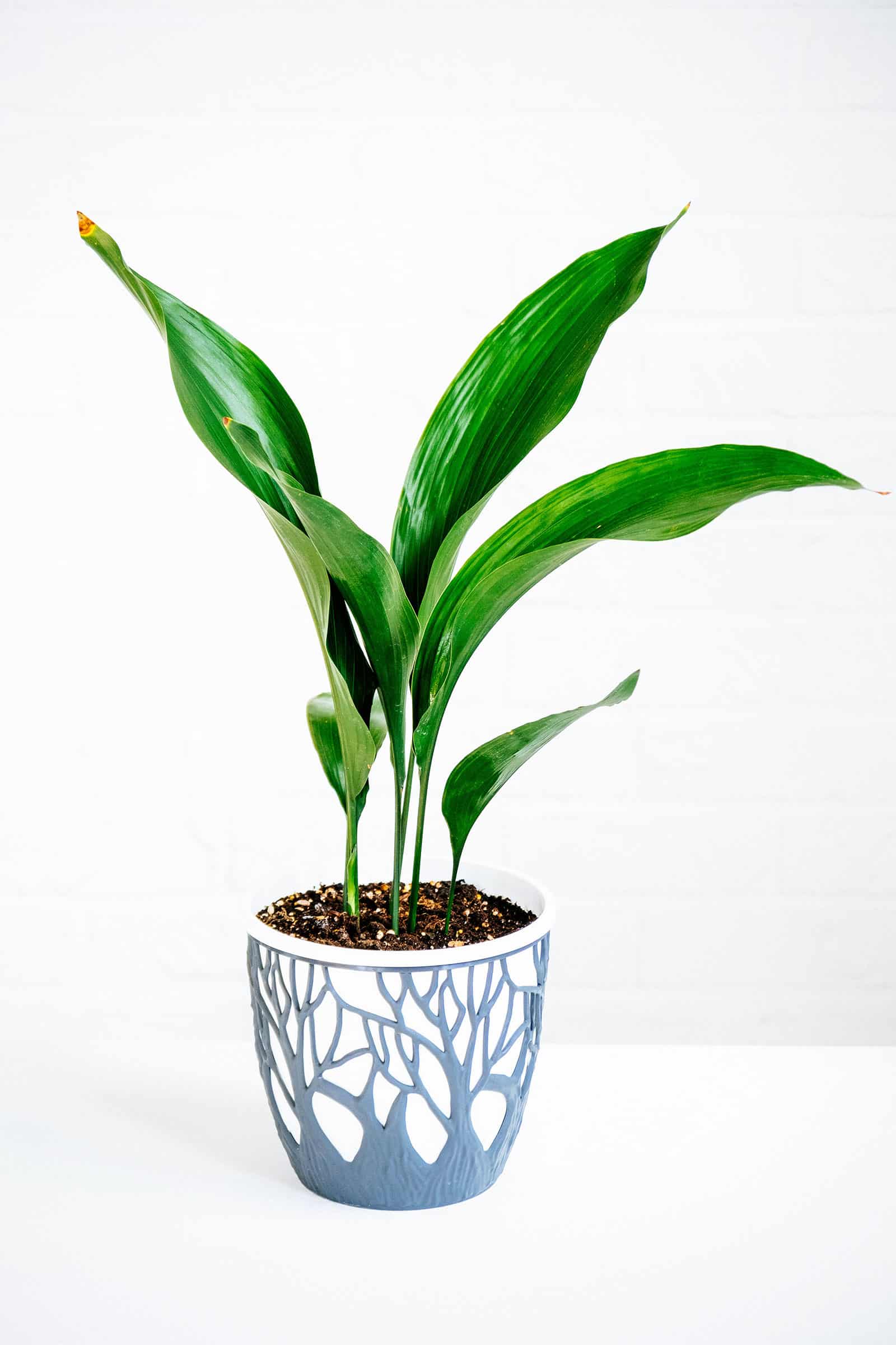 Cast iron plant in a decorative blue and white ceramic pot, shot on a white background