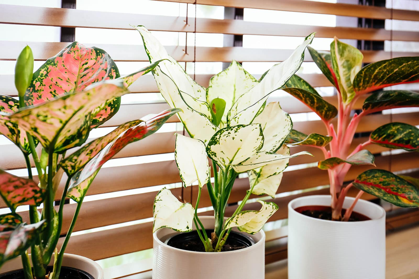 Group of three small Chinese evergreen plants in different colors, growing in white pots and placed against a window with brown blinds