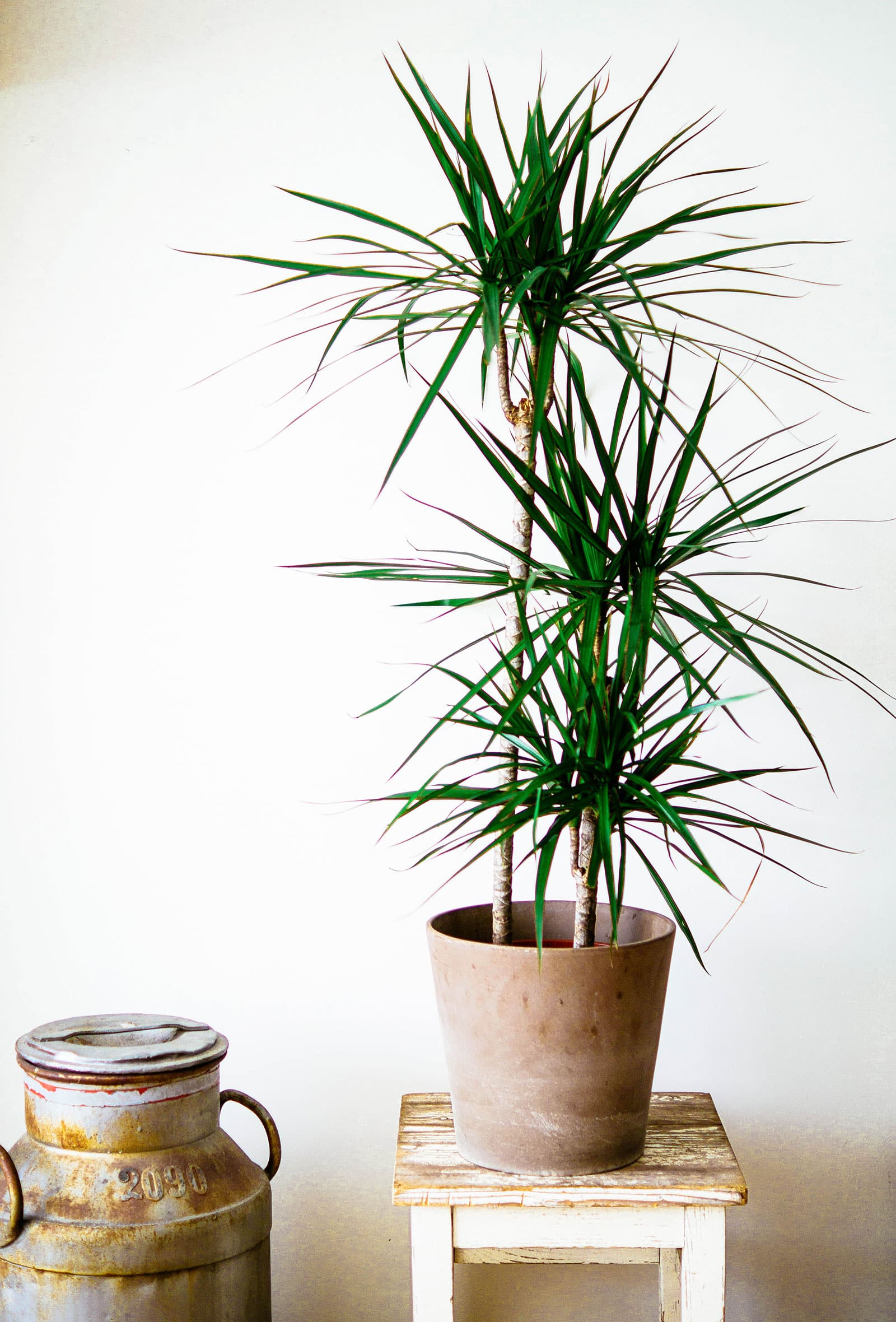 Dracaena marginata plant in a brown clay pot, shot on a rustic white side table next to a vintage jug