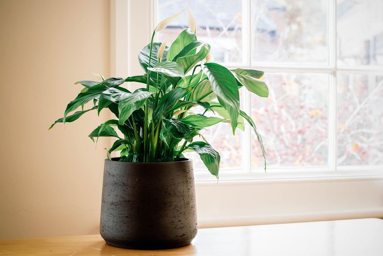 Peace lily plant in a black ceramic pot, shot on a wooden table near a window