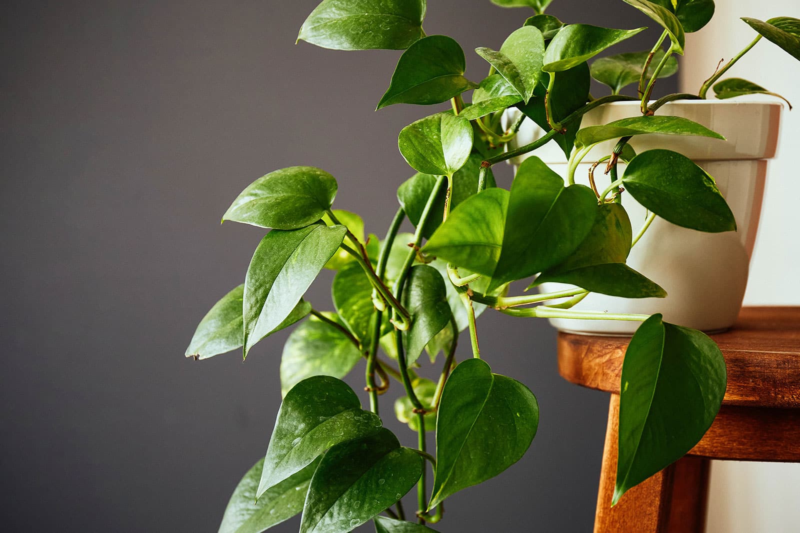 Golden Pothos houseplant in a white ceramic pot on a wooden stool, with vines draping down