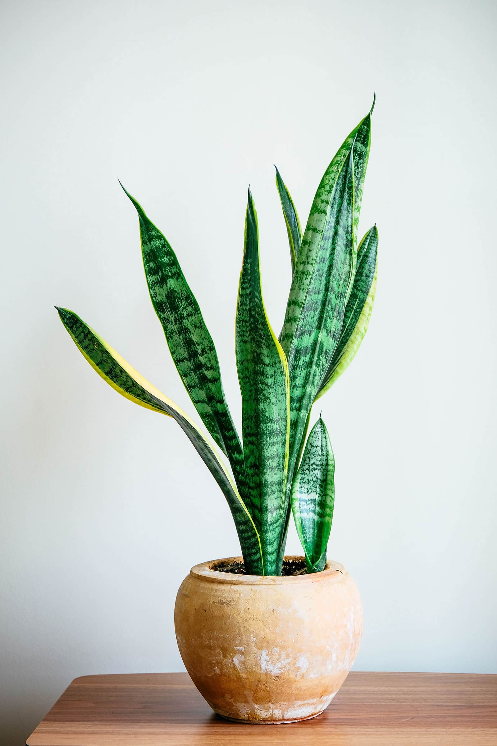 Sansevieria houseplant in a terracotta pot, shot on a wooden table against a white wall