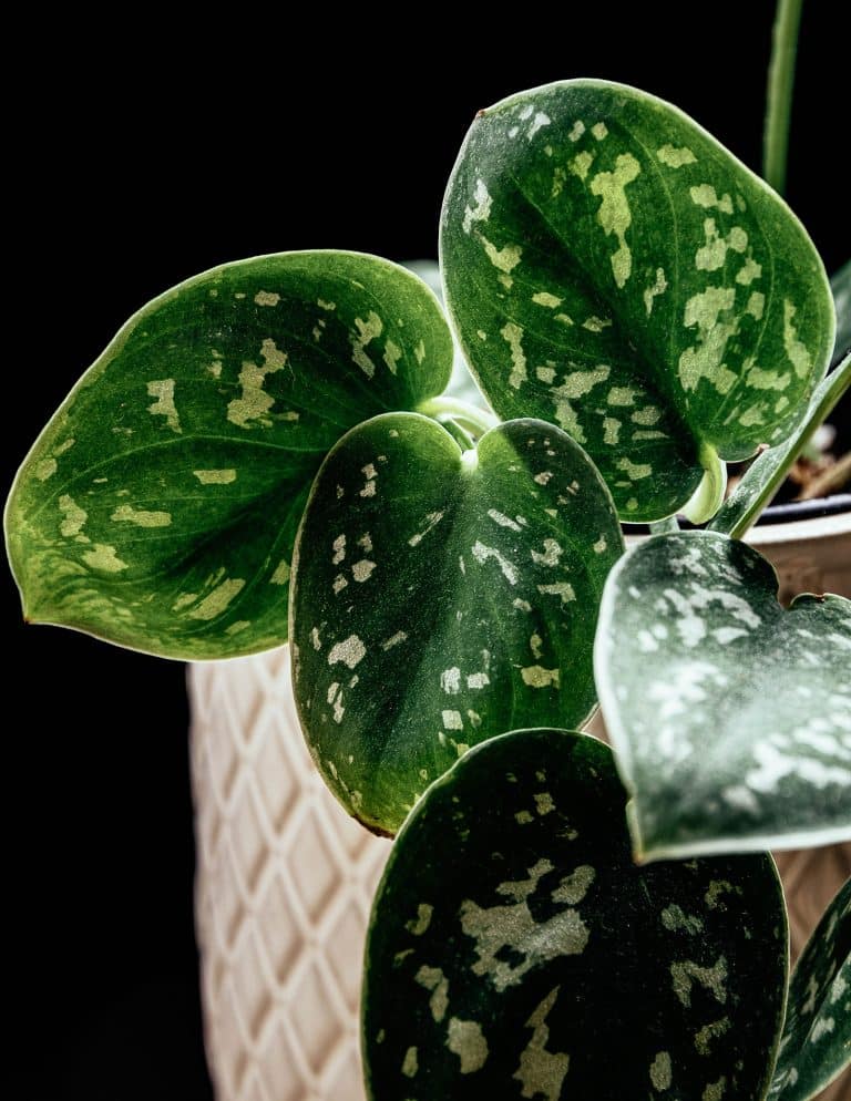 Dark Room? 9 Actually Low-Light Plants That Don’t Need a Lot of Sun