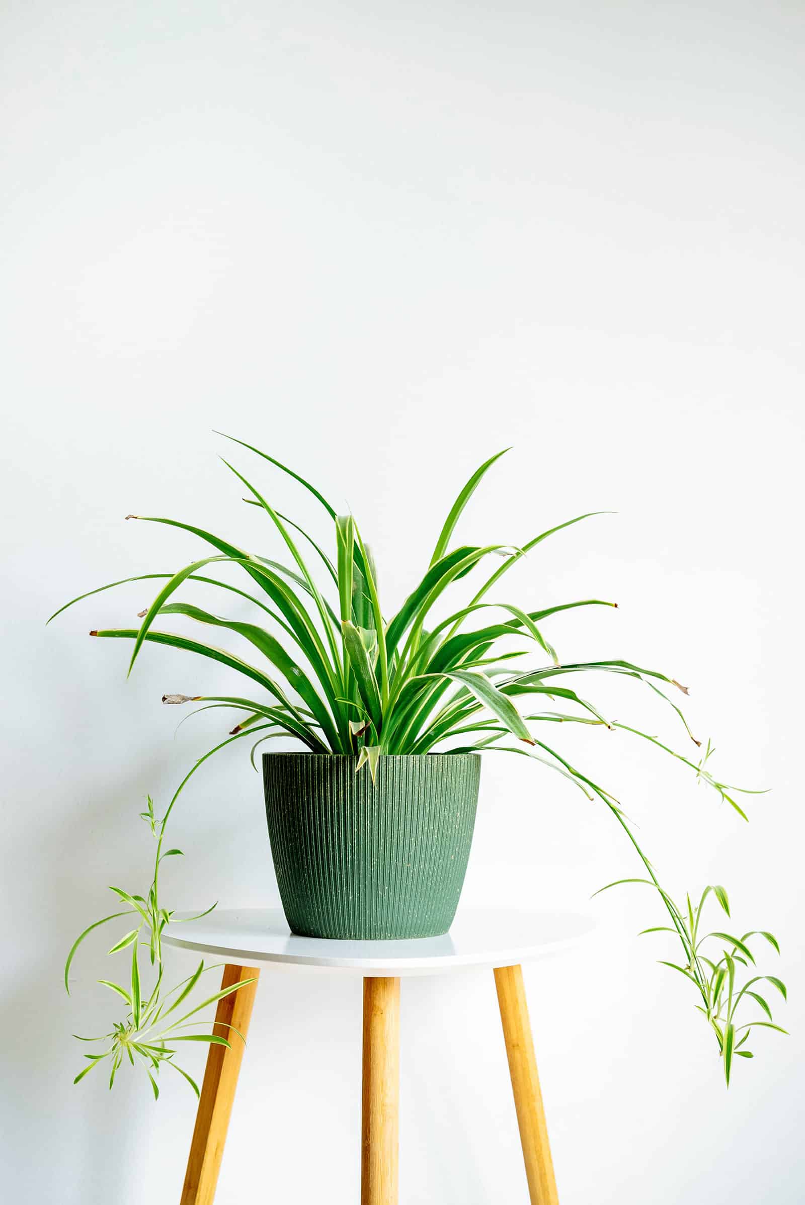 Spider plant in a green ceramic planter on a three-legged white stool, shot against a white background