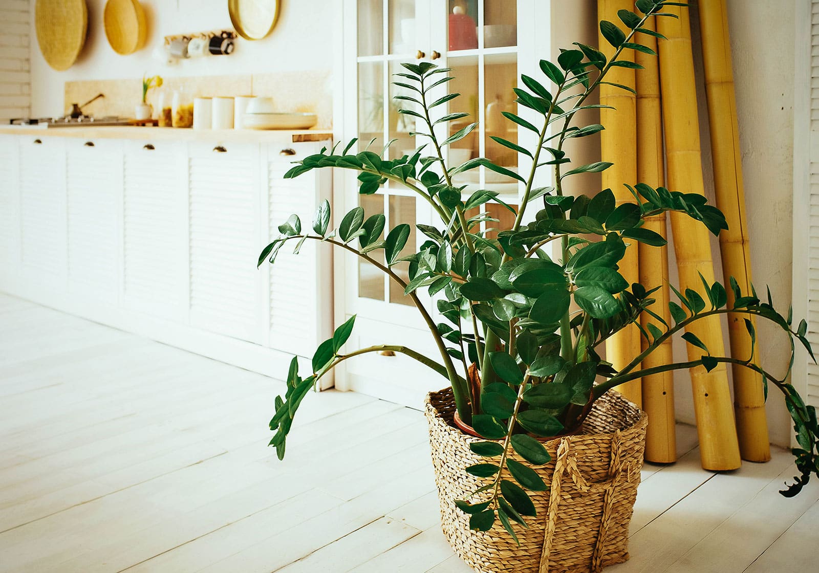 ZZ plant in a rattan basket in a bright white rustic kitchen