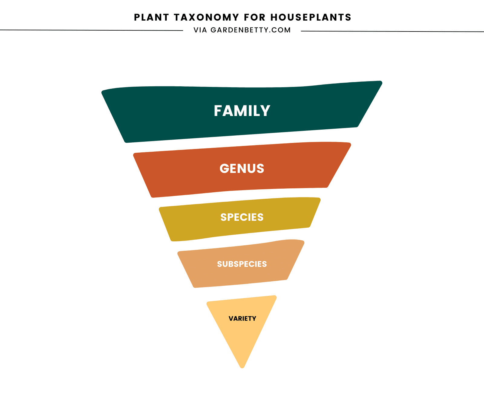 Illustration showing plant taxonomy in an inverted triangle from family down to variety
