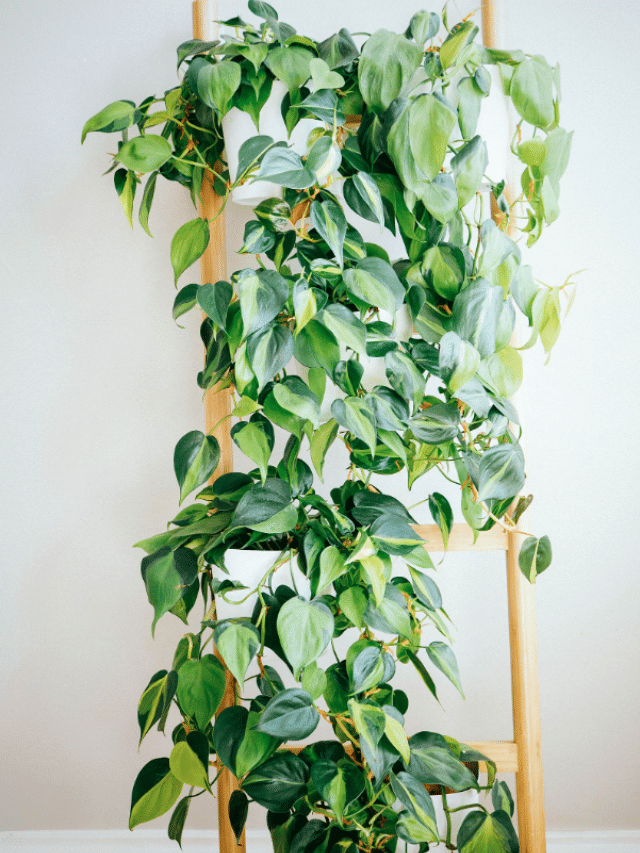 Beautiful Philodendron Varieties to Add to Your Plant Collection