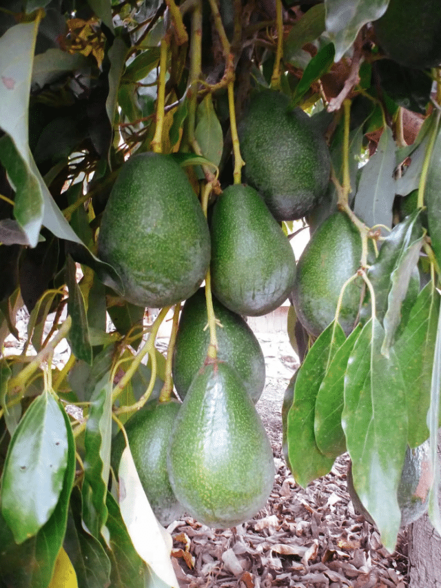 The Best Time to Pick Avocados Off a Tree