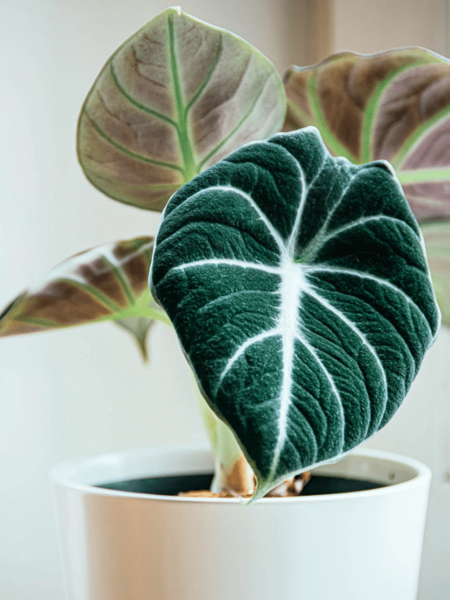 The Most Stunning Alocasia Varieties You Can Grow at Home